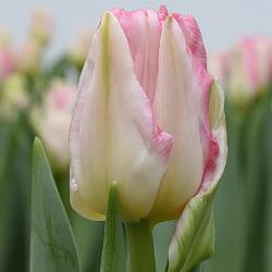 Pink Delight ®