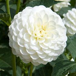 White Aster