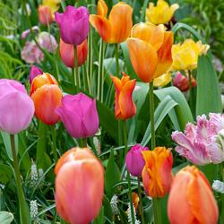 Fablo Spät Mischung