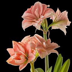 Pink Glory ®