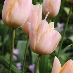 Apricot Pride ®
