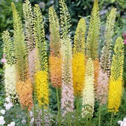 Ruiter Hybriden mixed