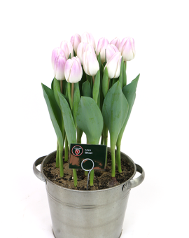 Tulipa Ghost