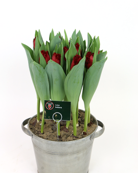 Tulipa Indiana