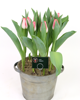 Tulipa Lingerie
