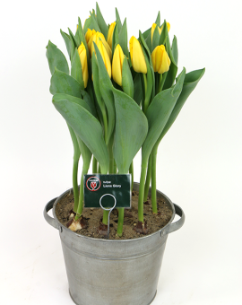 Tulipa Lions Glory