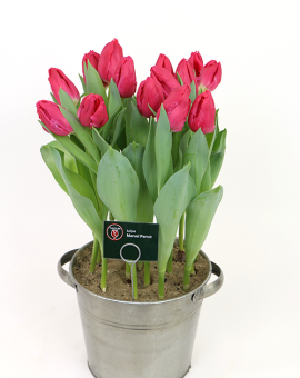 Tulipa Marvel Parrot