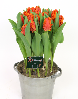 Tulipa Monarch Parrot