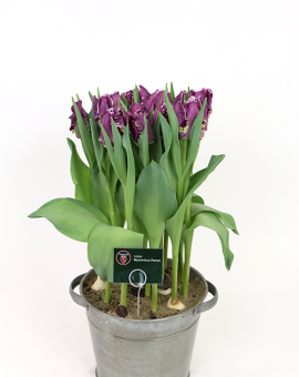 Tulipa Mysterious Parrot