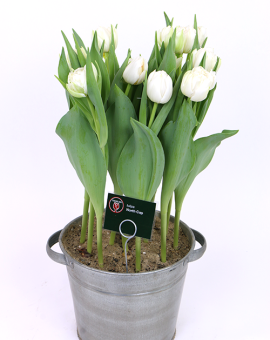 Tulipa North Cap