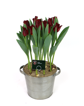 Tulipa Red Dress