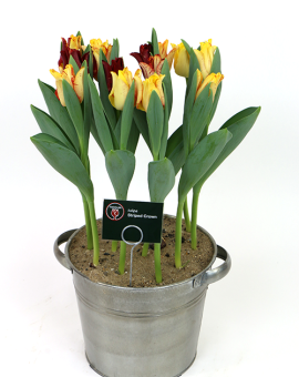 Tulipa Striped Crown