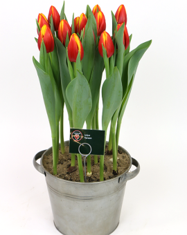 Tulipa Tarzan