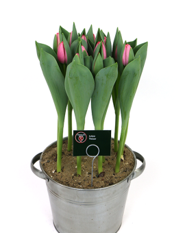 Tulipa Tresor