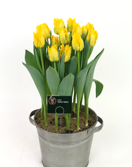 Tulipa Yellow Valery