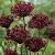 Atropurpureum