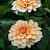 Bahama Apricot