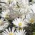 Blanda White Splendour **