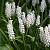 Botryoides Album    **