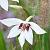 Callianthus Murielae