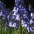 Hispanica Blau