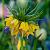 Imperialis 'Maxima Lutea'