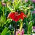 Imperialis 'Rubra Maxima'