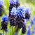 Latifolium **