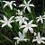 Luciliae 'Alba' **