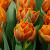 Orange Princess **