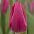 Pink Ardour