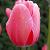 Pink Impression