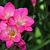 Pink Passion ®
