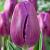 Purple Flag