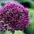 Aflatunense 'Purple Sensation'