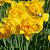 Queen's Day **