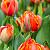 Queensday ®