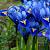 Reticulata Harmony **