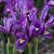 Reticulata J.S.Dijt **