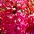 Scarlet Pearl ®