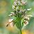 siculum ssp bulgaricum
