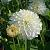 Snowcap