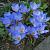 speciosus ssp speciosus