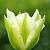 Spring Green