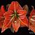 Terra Cotta Star ®
