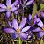 tomm. 'Barr's Purple'