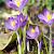 tomm. 'Whitewell Purple'