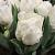 White Desire ®      **
