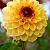 Yellow Jill