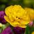 Yellow Pompenette ®